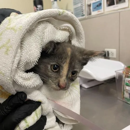 A baby small-sized female Gray / Blue / Silver Domestic Short Hair cat named Pastel for adoption in Chicago, IL