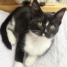 A baby medium-sized female Black & White / Tuxedo Domestic Short Hair cat named Moonee for adoption in Tiburon, CA