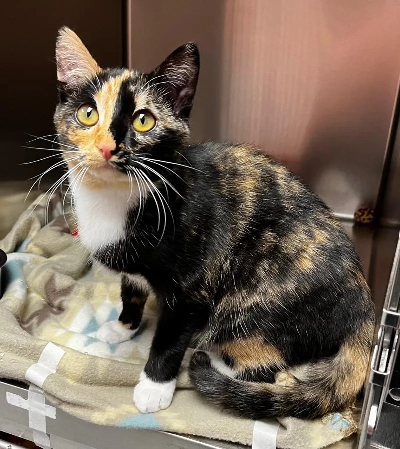 A baby medium-sized female Domestic Short Hair cat named Georgia for adoption in Logan, UT
