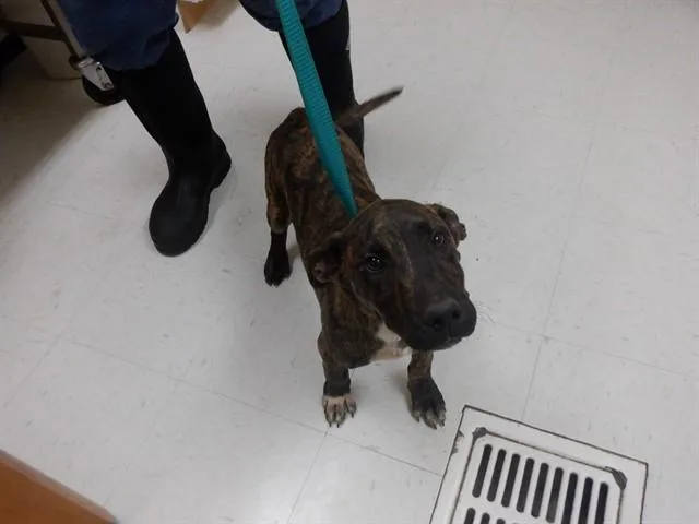 A baby medium-sized male Pit Bull Terrier dog named Montey for adoption in Oroville, CA