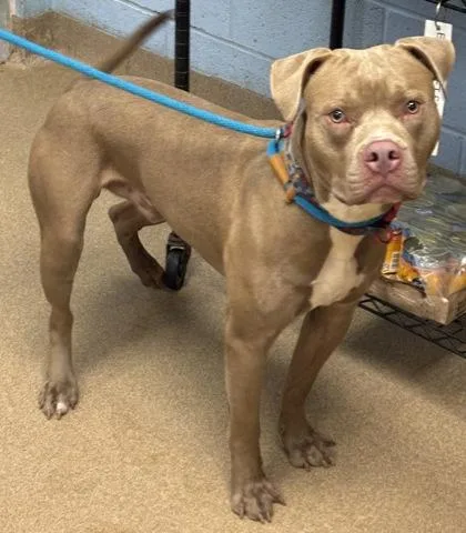 An adult large-sized male Mixed Breed dog named Scottsdale for adoption in Chamblee, GA