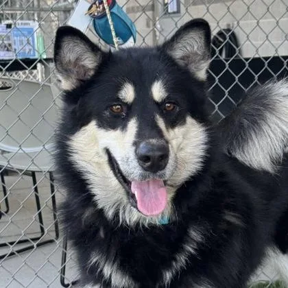 An adult large-sized female Black Siberian Husky dog named Sadie for adoption in Sacramento, CA