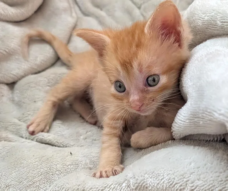 A baby medium-sized female Tabby (Orange / Red) Domestic Short Hair cat named Lorenza for adoption in Clinton Township, MI