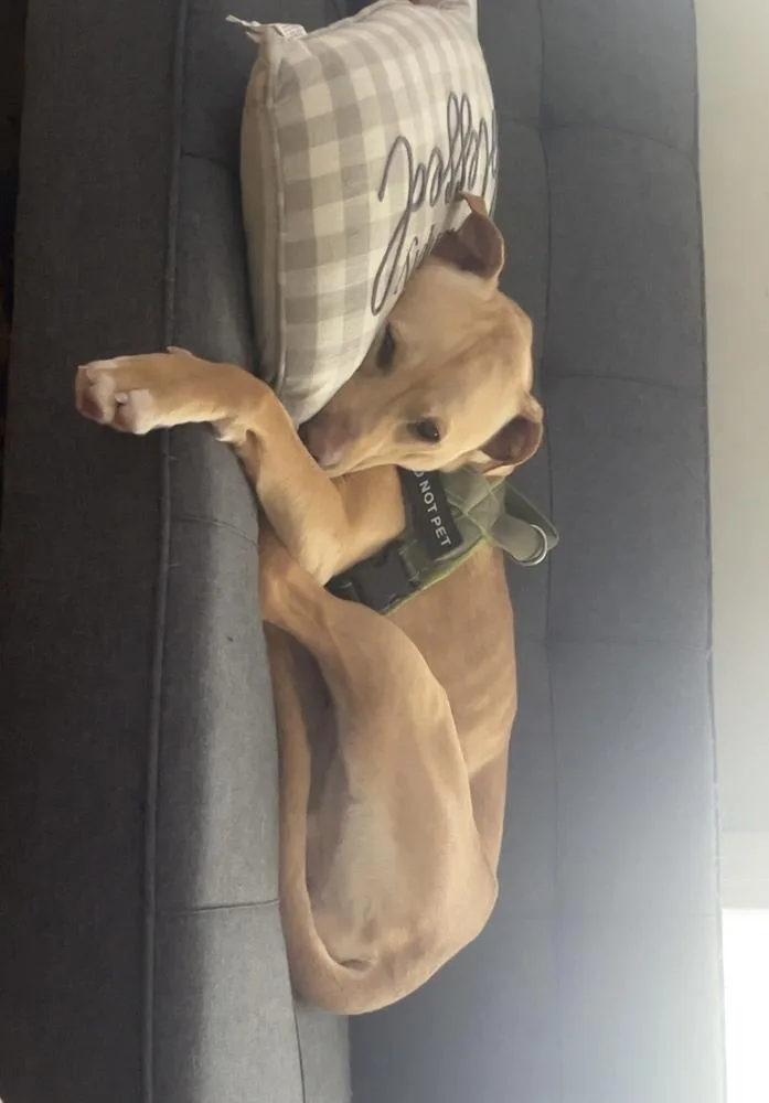 Marley Mo thumbnail 5