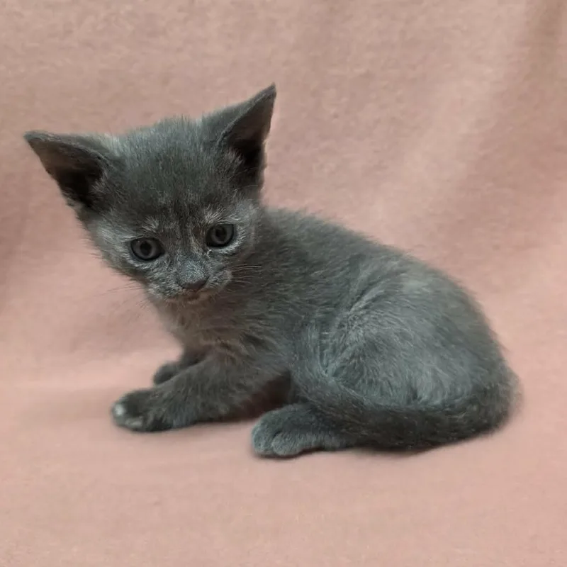 A baby small-sized female Gray / Blue / Silver Domestic Short Hair cat named Groucho for adoption in Pine Mountain, GA