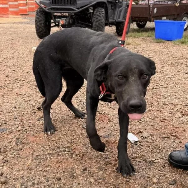 An adult medium-sized female Black Labrador Retriever dog named Olive for adoption in Columbia, SC