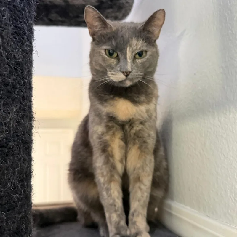 An adult small-sized female Tortoiseshell Domestic Short Hair cat named Mazzy for adoption in Brea, CA