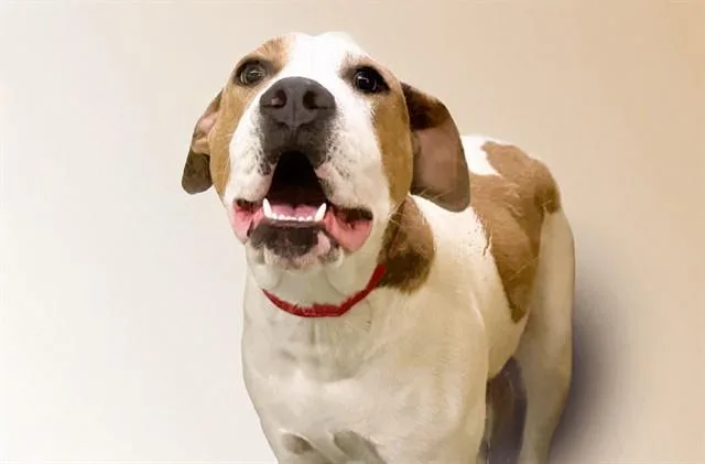 A young medium-sized female American Staffordshire Terrier dog named Icy for adoption in Fort Lauderdale, FL