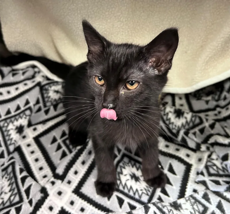 A young small-sized male Black Domestic Short Hair cat named Nightfall for adoption in Edinburg, VA