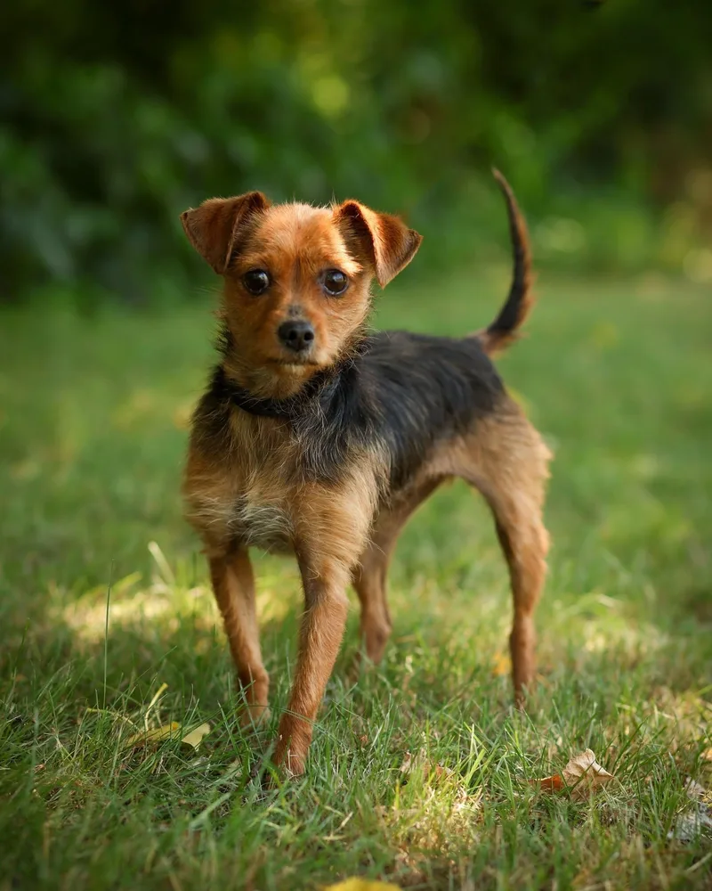 A young small-sized female Brindle Chihuahua dog named Sarah Jessica Barker for adoption in Bridgeport, CT