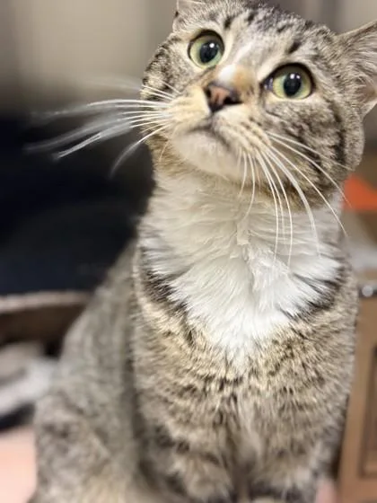 An adult medium-sized female Domestic Short Hair cat named Birdie for adoption in Memphis, TN