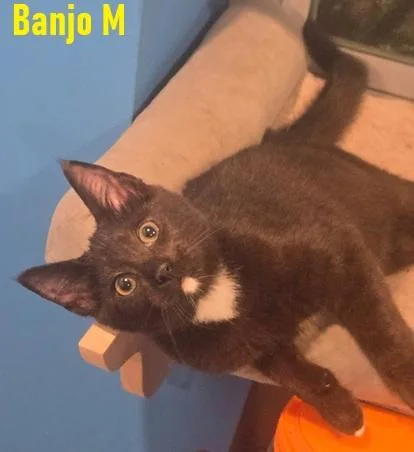 A baby medium-sized male Black & White / Tuxedo Domestic Short Hair cat named Banjo  Bennett  for adoption in Melrose, MA