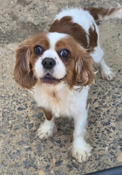 An adult small-sized female Cavalier King Charles Spaniel dog named Lucy for adoption in Malvern, PA