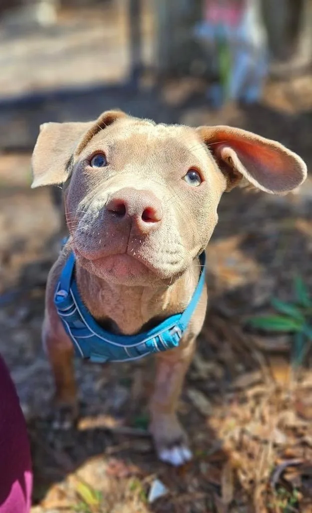 A young medium-sized female Mixed Breed dog named Annie for adoption in Waynesville, GA