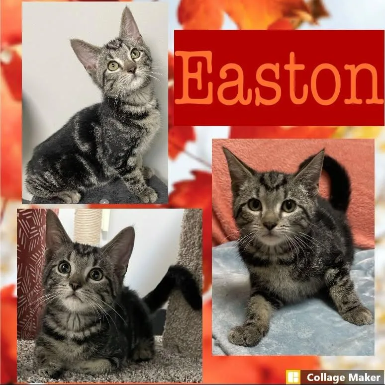 A young medium-sized male Domestic Short Hair cat named Easton for adoption in Clearfield, PA