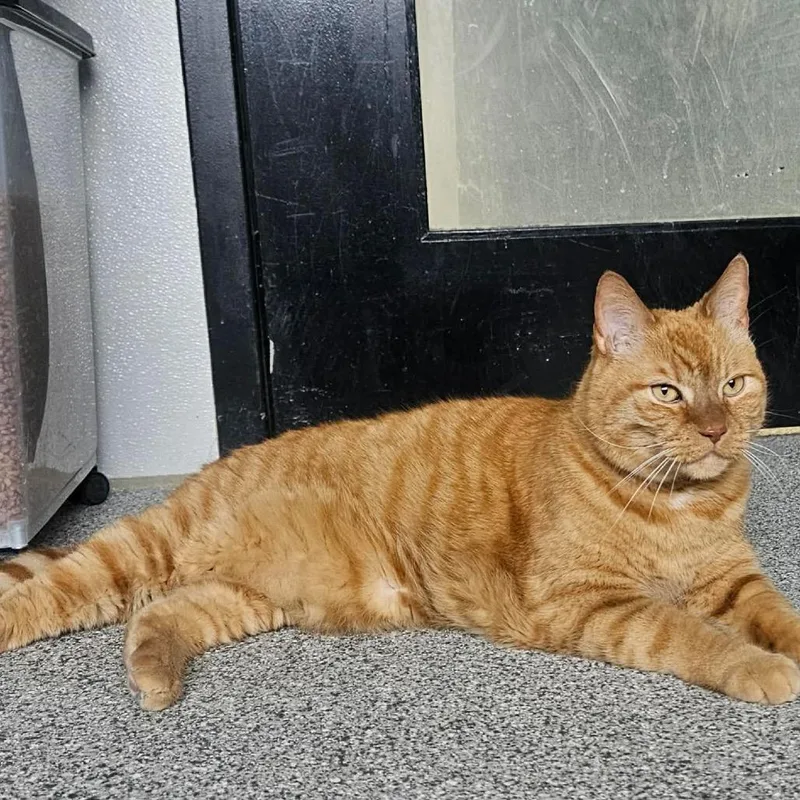A senior large-sized male Tabby (Orange / Red) Domestic Short Hair cat named Leo for adoption in Monticello, IA