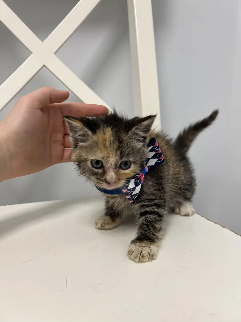 A young medium-sized female Torbie Domestic Short Hair cat named Fern for adoption in Gaithersburg, MD