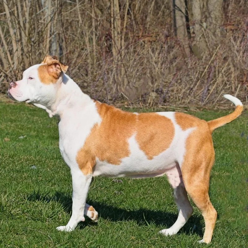 An adult medium-sized female Yellow / Tan / Blond / Fawn Pit Bull Terrier dog named Puddin for adoption in South Elgin, IL