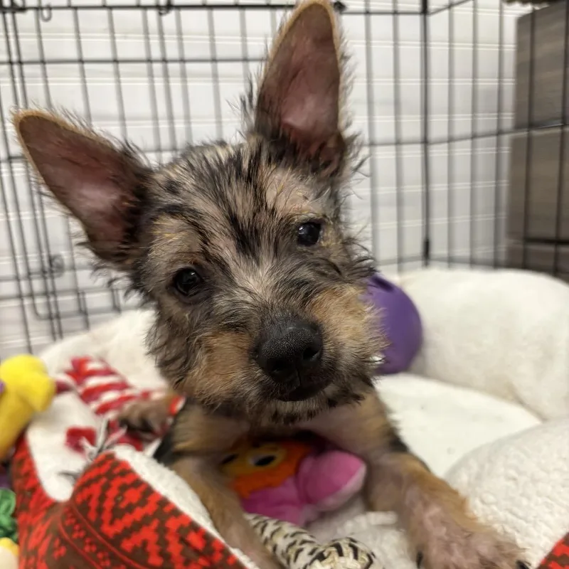 A baby small-sized male Black Mixed Breed dog named Kent for adoption in Wheeling, IL