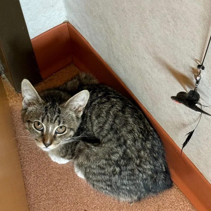 A baby small-sized female Brown / Chocolate Domestic Short Hair cat named Tanis for adoption in Ballston Spa, NY