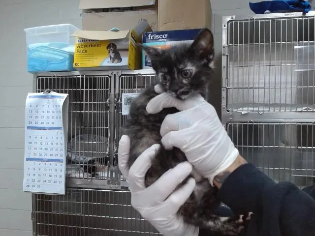 A baby small-sized female Domestic Short Hair cat named Kiki for adoption in Salinas, CA