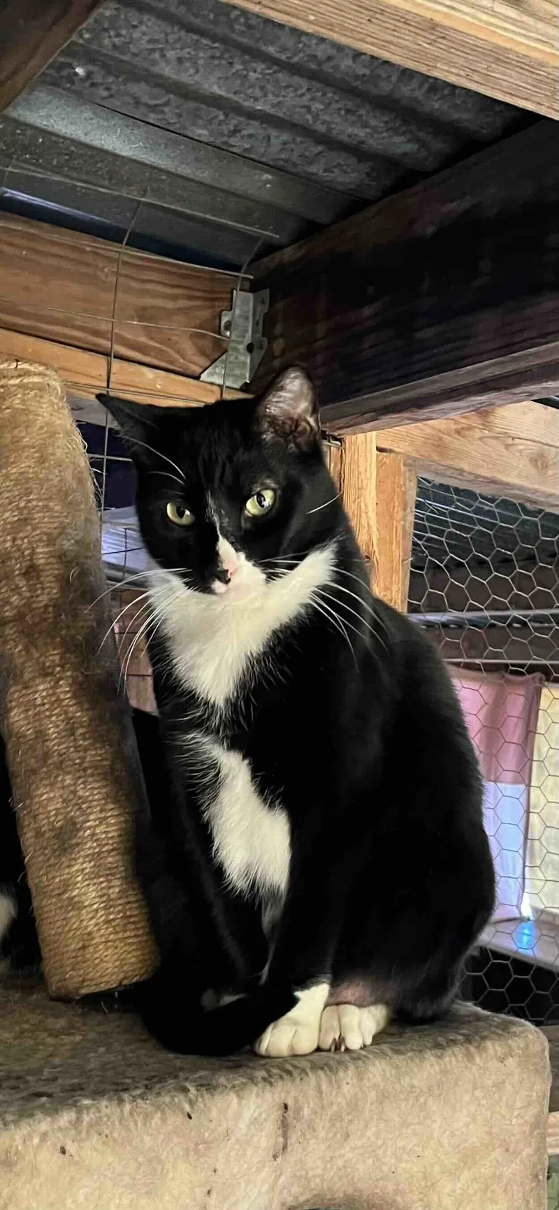 An adult small-sized male Domestic Medium Hair cat named Checkers for adoption in Shreveport, LA