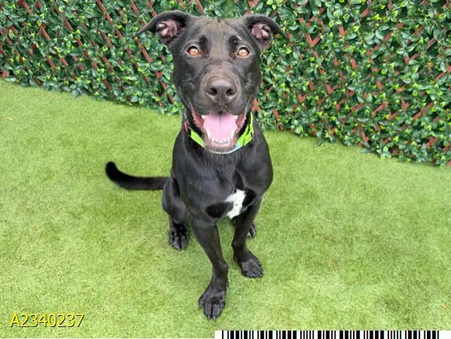An adult large-sized male Mixed Breed dog named Glenn for adoption in West Palm Beach, FL