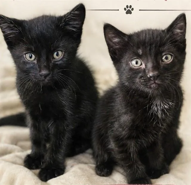 A baby small-sized male Domestic Short Hair cat named Peter Parker for adoption in Palo Alto, CA