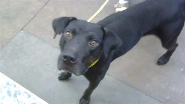An adult large-sized male Mixed Breed dog named Bruce for adoption in Dallas, TX