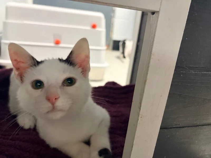 A baby medium-sized male Domestic Short Hair cat named Irwin for adoption in Huntington, IN