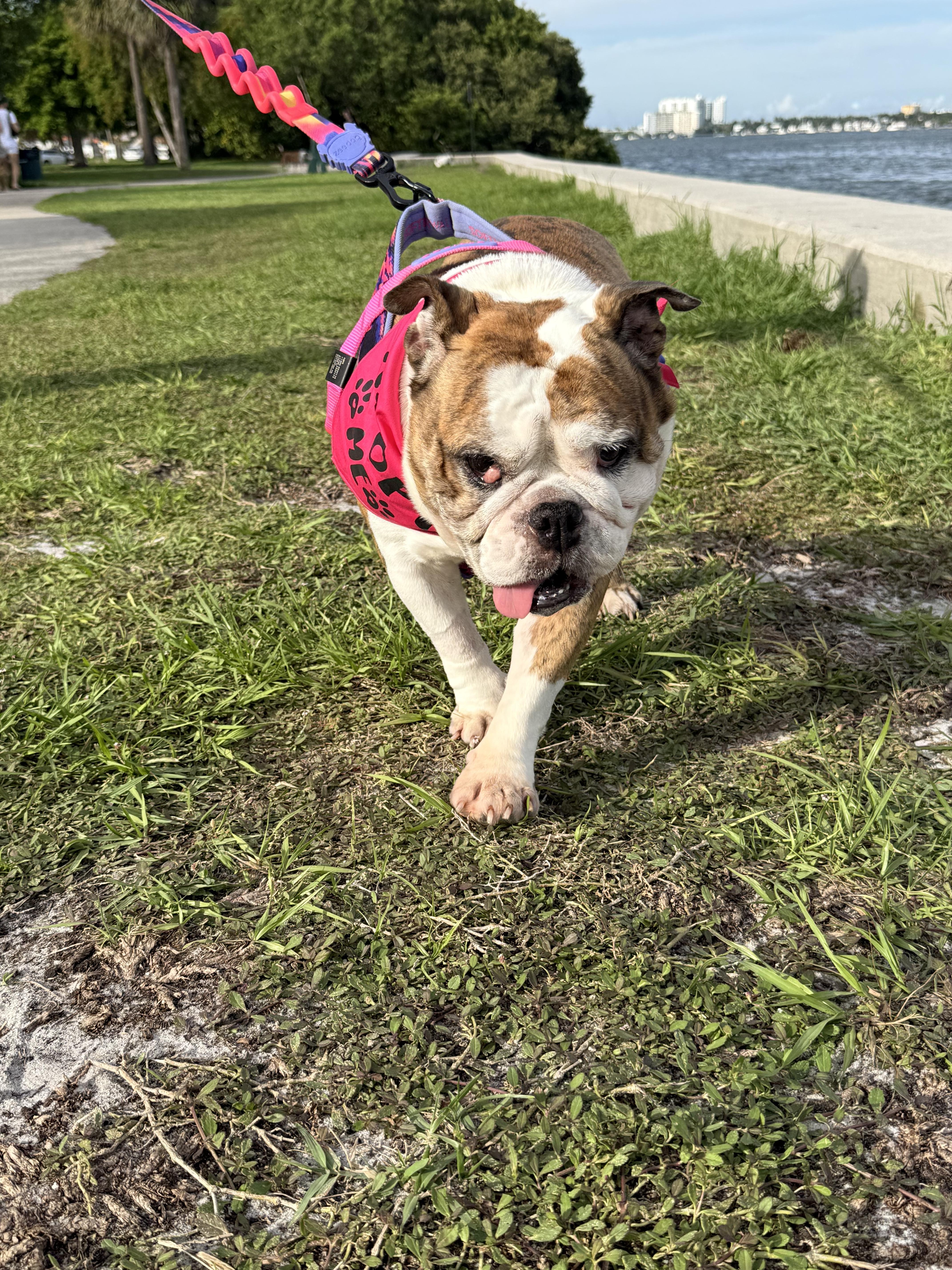 An adult medium-sized female English Bulldog dog named Fiona for adoption in Fort Lauderdale, FL