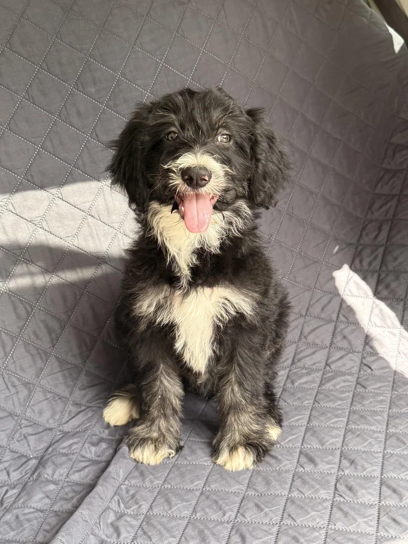 A young medium-sized male Poodle dog named Chocolate Chip for adoption in Nashville, TN