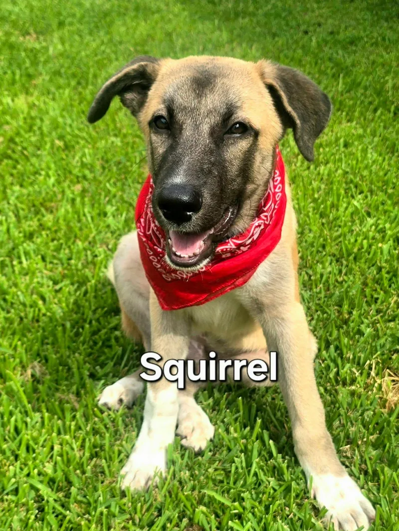 A baby medium-sized male Yellow / Tan / Blond / Fawn Shepherd dog named Squirrel for adoption in Oak Point, TX