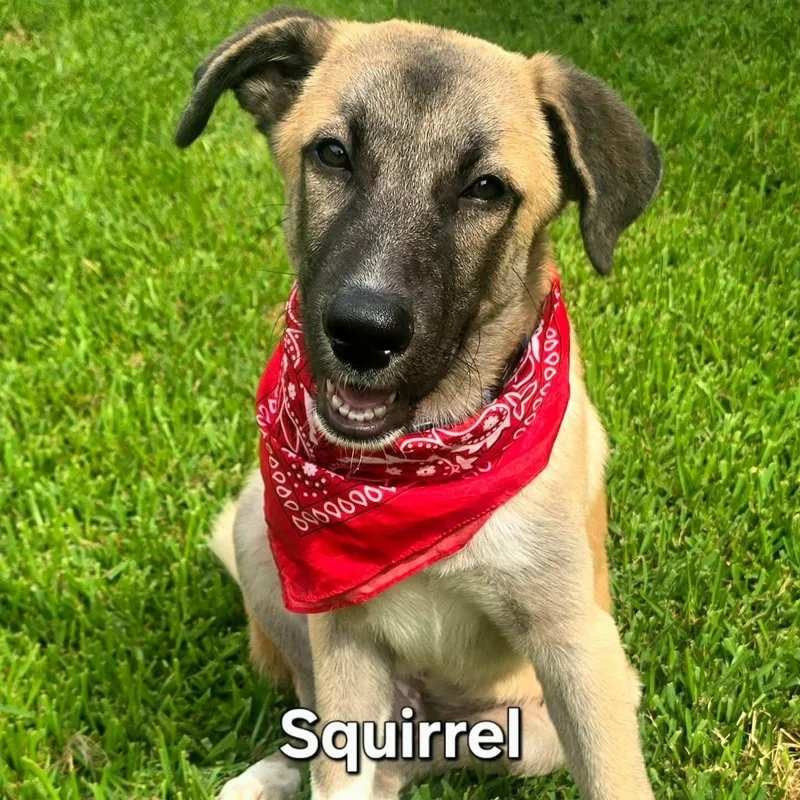 Squirrel thumbnail 2