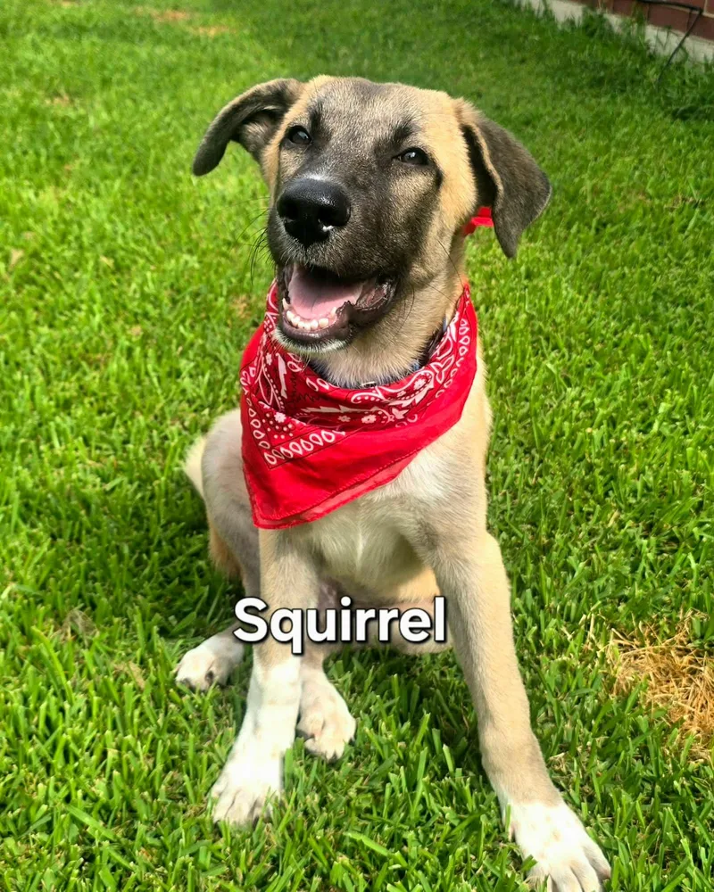 Squirrel thumbnail 4