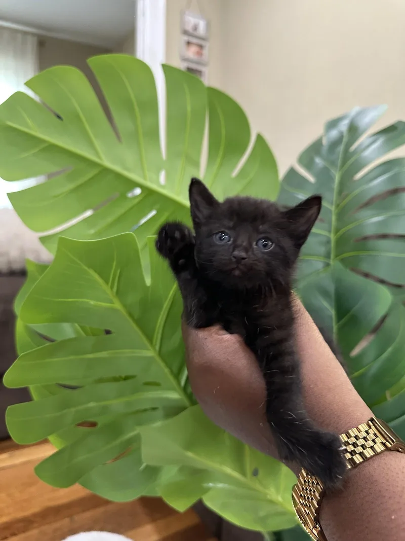 A young medium-sized female Black Domestic Short Hair cat named Panther for adoption in Sterling, MA
