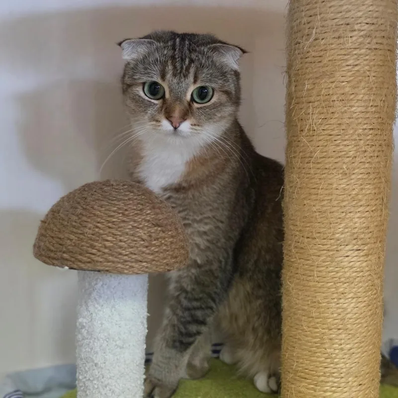 An adult medium-sized female Brown / Chocolate British Shorthair cat named Babushka Chino Hills for adoption in Chino Hills, CA