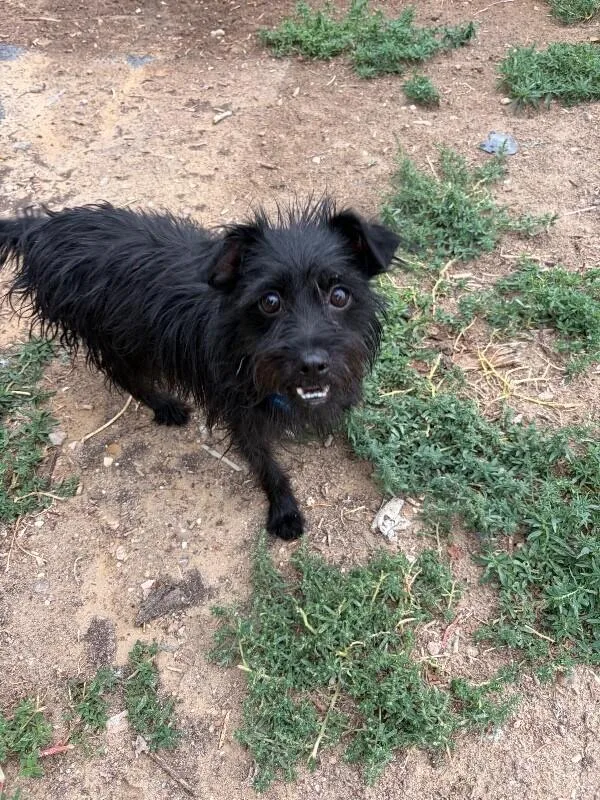 A baby small-sized male Havanese dog named Spooky for adoption in Windsor, CO