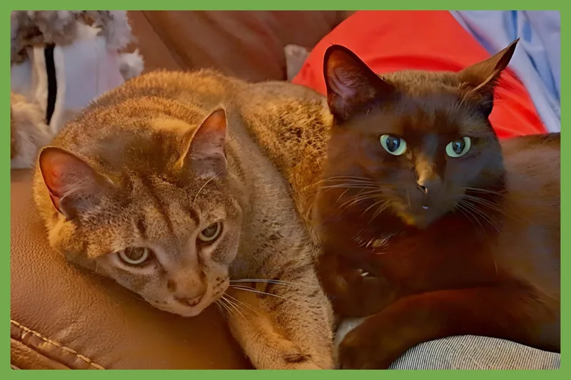 An adult large-sized male Tabby (Brown / Chocolate) Domestic Short Hair cat named Danny And Lilbit for adoption in Amherst, MA