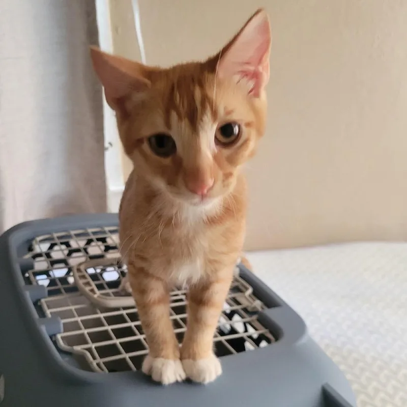 A baby small-sized male Orange / Red Domestic Short Hair cat named Garfield for adoption in Pacific Palisades, CA
