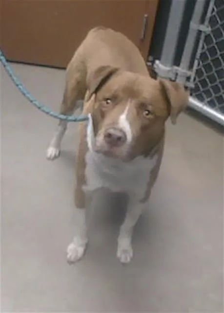 An adult large-sized male Pit Bull Terrier dog named Zeus for adoption in Phoenix, AZ