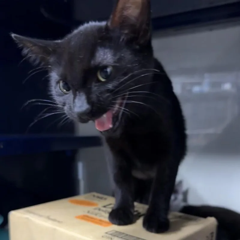 A baby small-sized female Black Domestic Short Hair cat named Stitch for adoption in Los Angeles, CA
