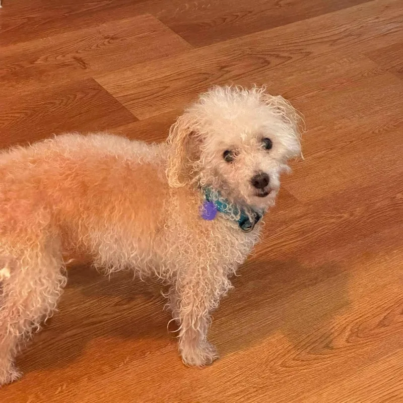 A senior small-sized male Apricot / Beige Miniature Poodle dog named Biscuit for adoption in Rockville, MD