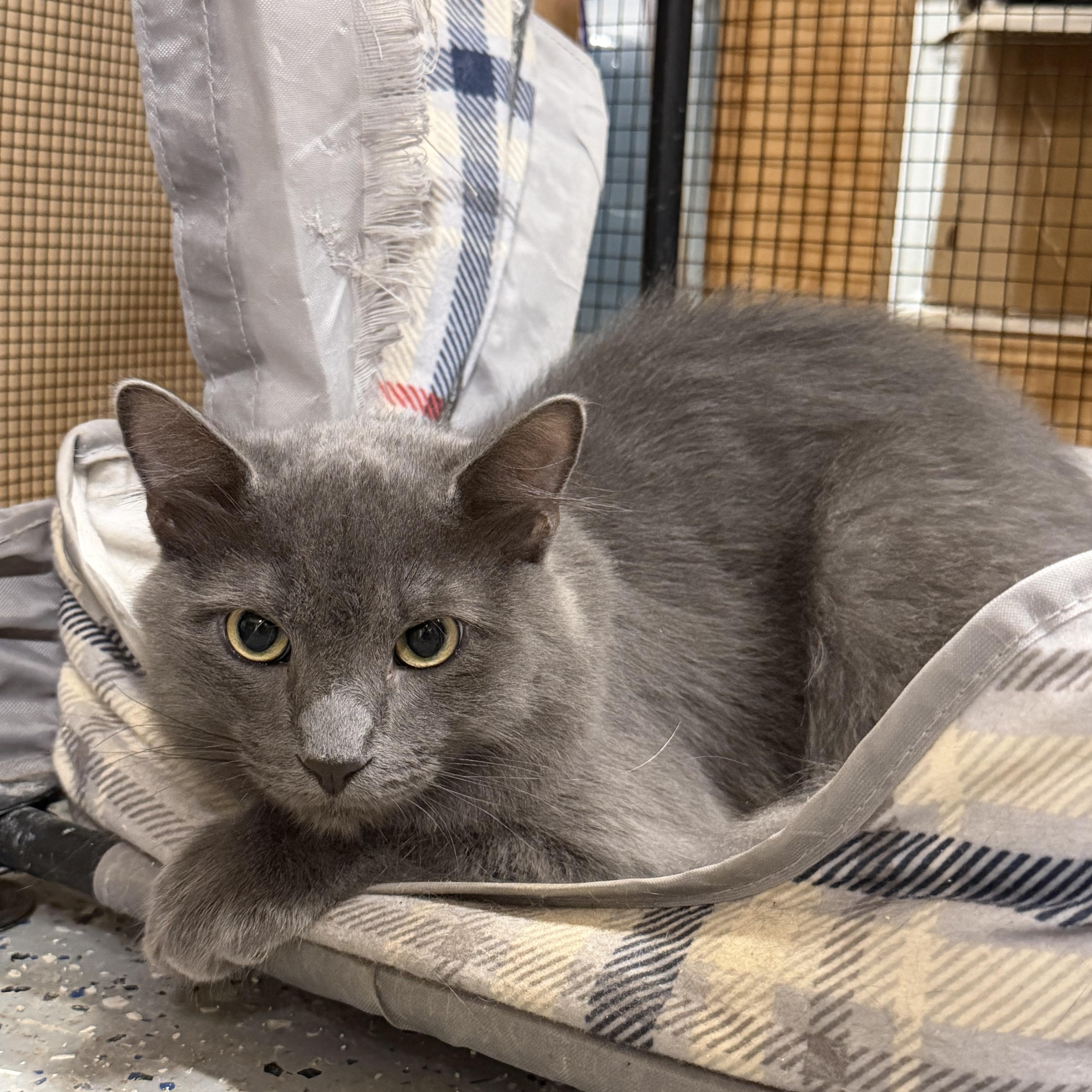 Green  For Explorer thumbnail 2