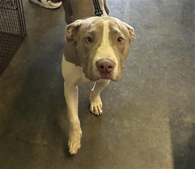 A young medium-sized female Pit Bull Terrier dog named Star for adoption in Los Angeles, CA