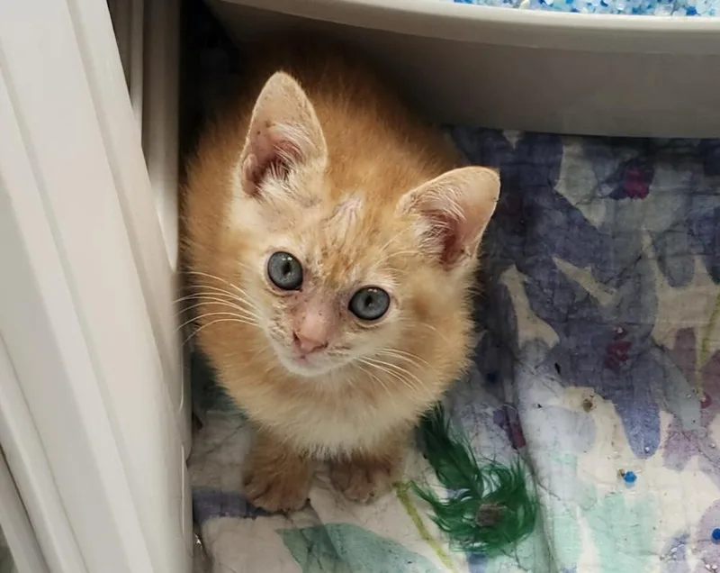 A baby medium-sized male Tabby (Orange / Red) Domestic Short Hair cat named Zeb for adoption in Salinas, CA