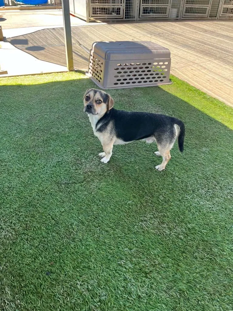 An adult small-sized male Pug dog named Henley for adoption in Newman, CA