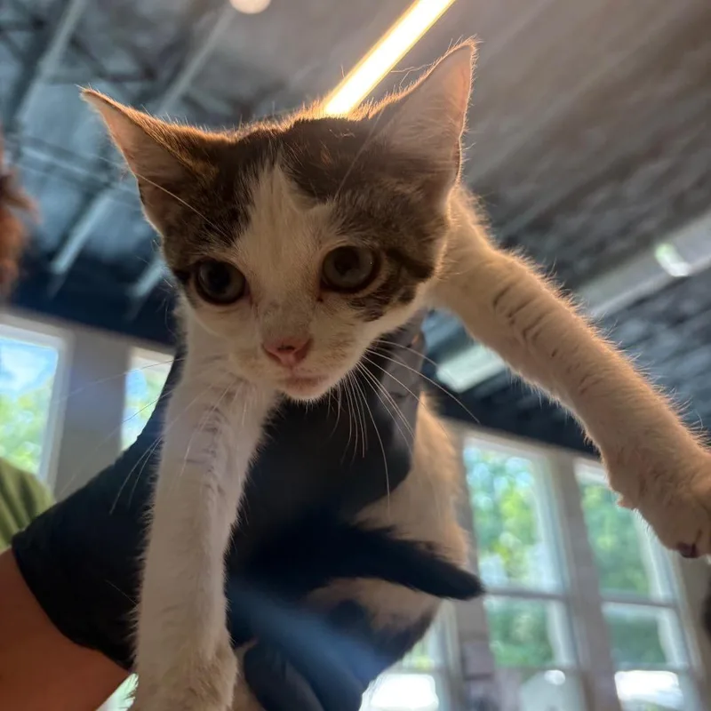A baby small-sized female Black Domestic Short Hair cat named Wormwood for adoption in Huntington, WV