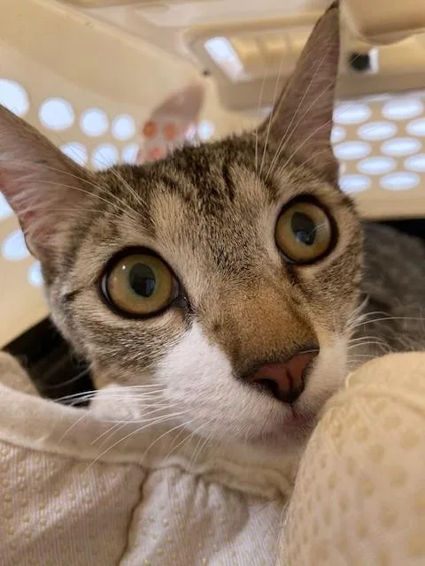A young medium-sized female Domestic Short Hair cat named Butterfly for adoption in Fort Lauderdale, FL