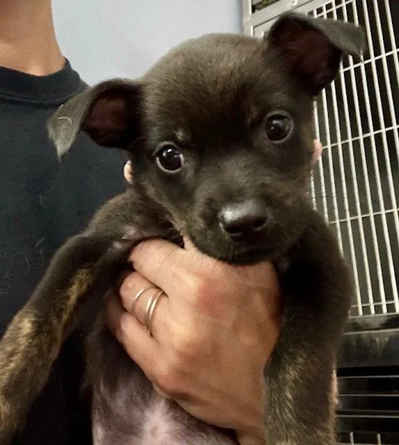 A baby medium-sized female Labrador Retriever dog named Skye for adoption in Lake Hopatcong, NJ